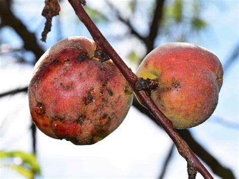 How to Identify and Treat Peach Tree Diseases - Minneopa Orchards