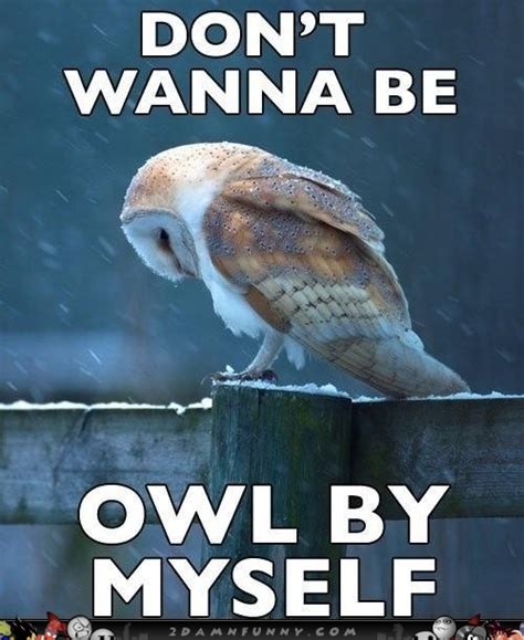 Sad Owl Meme Feels The Loneliness Of A Cold Night