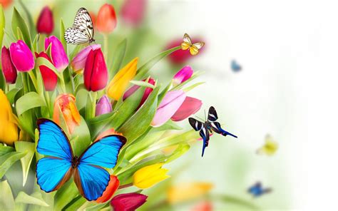 Spring Flowers Tulips Butterfly Windows Themes Best Hd Desktop ...