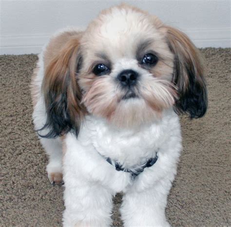 Cute Dogs: Shih Tzu