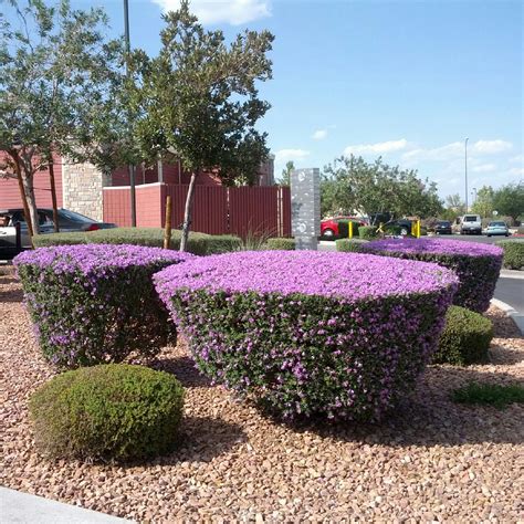 Wendys Hat: Flowering Shrubs {Garden}