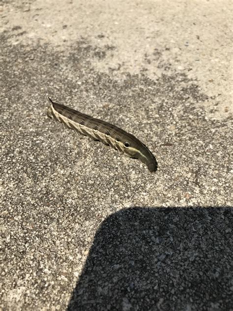 Found a weird anteater/caterpillar hybrid in my back patio : r ...