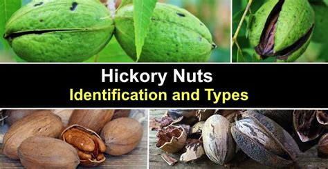 Hickory Nuts: Identification and Types (With Pictures)