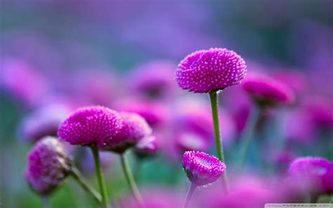 🔥 [56+] Wallpapers Flowers Images | WallpaperSafari