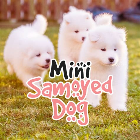 Mini Samoyed Dog: Teacup Samoyed Guide - Raising Samoyeds