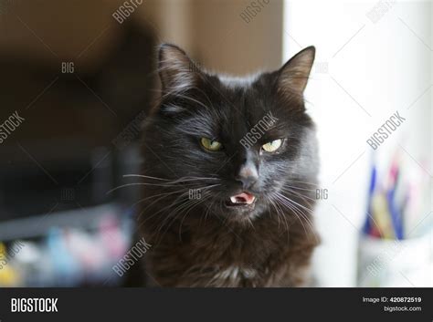 Funny Black Cat Meme Image & Photo (Free Trial) | Bigstock