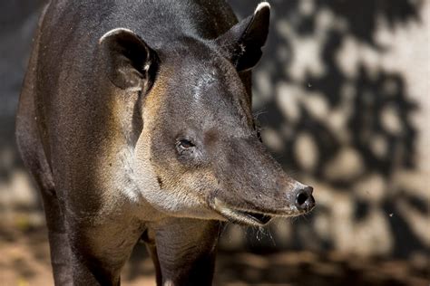 Tapir | San Diego Zoo Animals & Plants