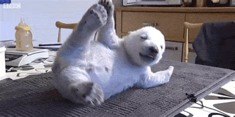 11 Cutest Animal GIFs EVER. #9 is my favorite. - Mogul