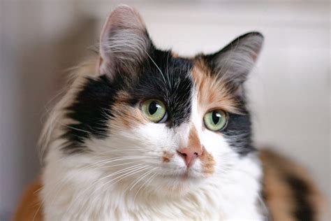 What Is a Diluted Calico Cat? Everything you need to know - Fumi Pets ...