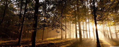 Dual Monitor Forest Wallpapers - Top Free Dual Monitor Forest ...