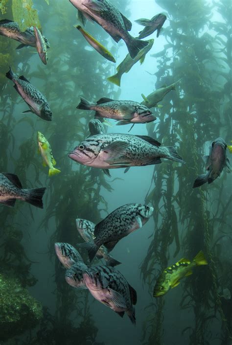 Kelp Forest Community Monitoring (U.S. National Park Service)