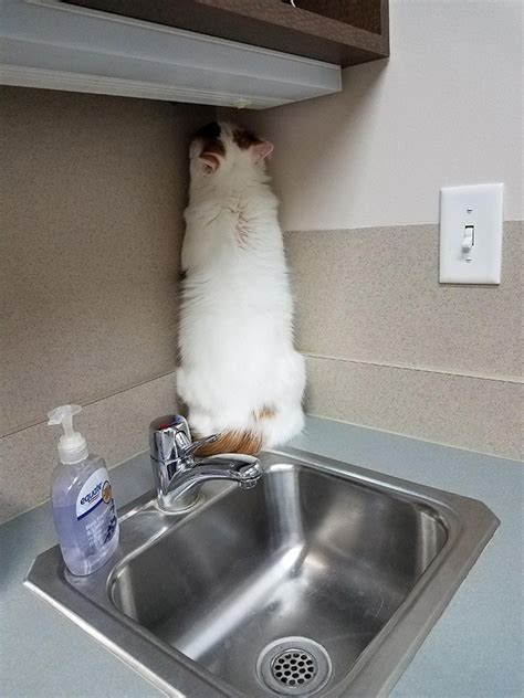 Brilliant Hiding Spots Cats Have Found While Avoiding The Vet