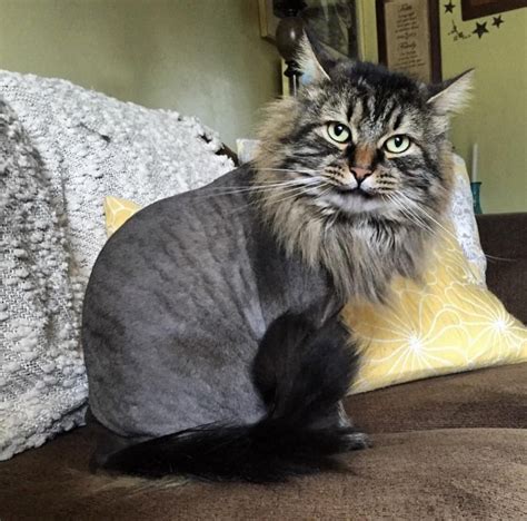 47 Best Of Cat With Lion Haircut - Haircut Trends