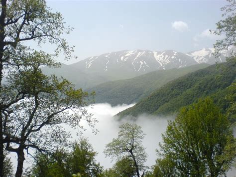 Classification of the Hyrcanian forest vegetation, northern Iran ...