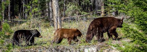 Banff Evening Wildlife Safari - Discover Banff Tours