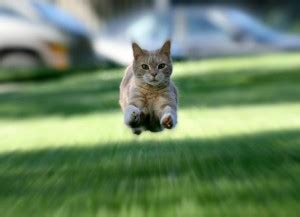 Create meme "the kitten is running, cat , the kitten is free ...