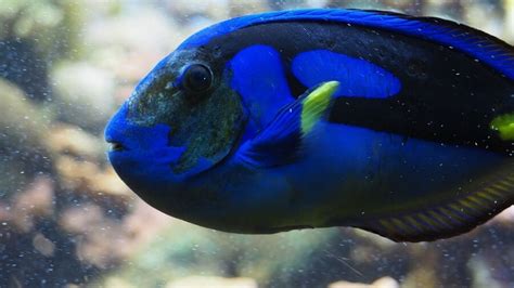 'Finding Dory': Why Blue Tangs Don't Belong in Tanks