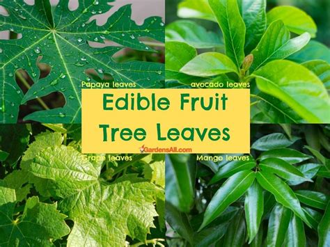 Edible Tree Leaves, Plus Bark, Blossoms and More! - GardensAll