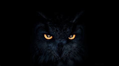 2048x1152 Owl Dark Glowing Eyes Wallpaper,2048x1152 Resolution HD 4k ...