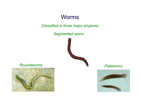 Roundworms Flatworms Segmented worm