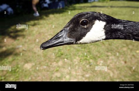 Canada goose identification hi-res stock photography and images - Alamy