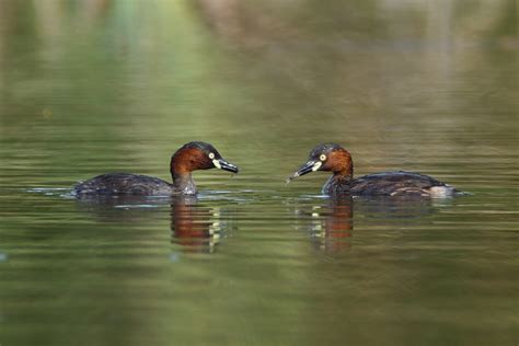 Little Grebe – Birds of Singapore