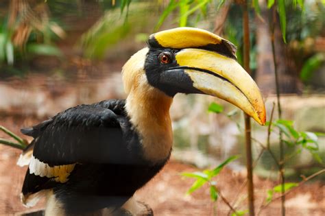 Hornbill wallpapers, Animal, HQ Hornbill pictures | 4K Wallpapers 2019