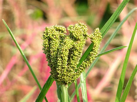 Finger Millet Plant