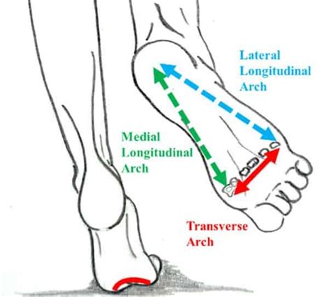 Basics of Anatomy: Arches of the Foot - Moushu's Pilates