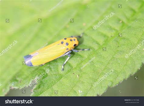 Green Rice Leafhopper Nephotettix Cincticeps Japan Stock Photo ...