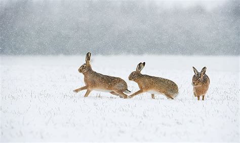 Winter hares, taken in Derbyshire by Andrew Parkinson – Cool Digital ...