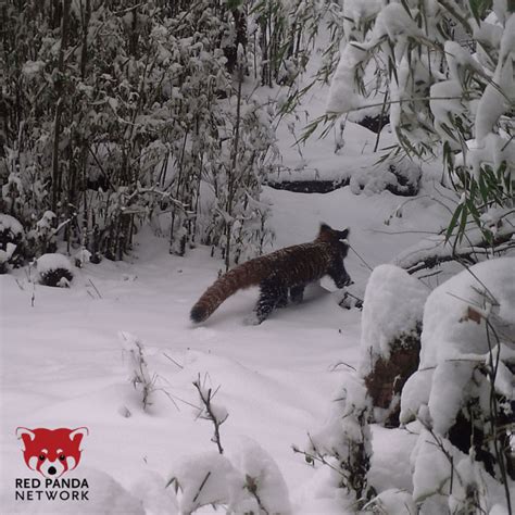 Red Pandas Love the Snow and Are Well Adapted To It