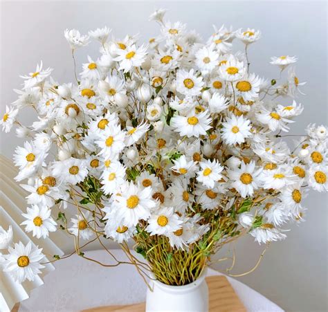 White Daisy Flower Bouquet | ubicaciondepersonas.cdmx.gob.mx