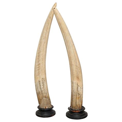 18th c. Walrus Tusks at 1stdibs