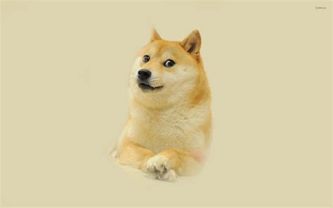 Doge [4] wallpaper - Meme wallpapers - #27437