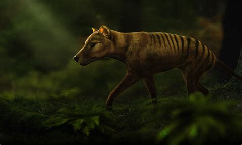 Project plans to bring back the extinct thylacine - Discover Wildlife