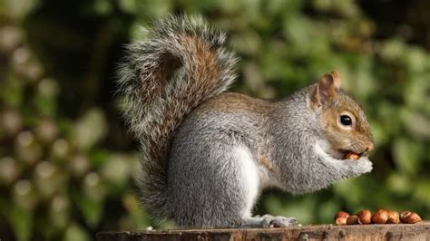 Squirrel Feeding Habits: What You Need to Know - My Backyard Passion