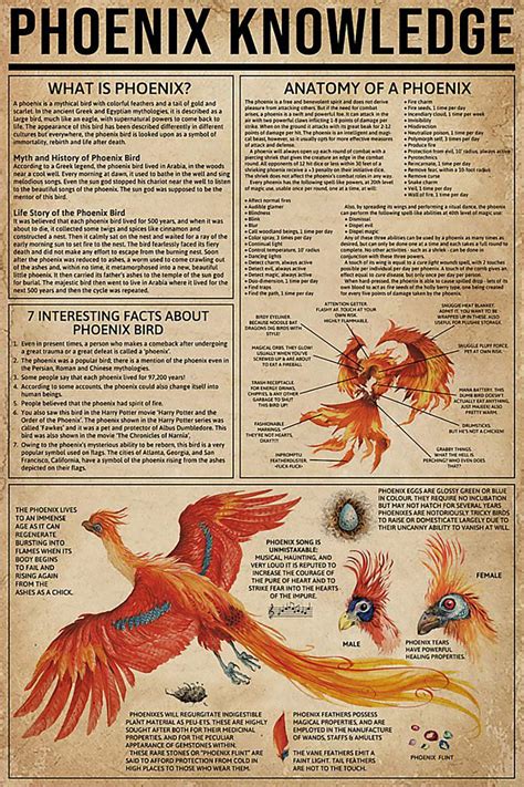 Buy KING PRINT Phoenix Knowledge , Basic Definition Anatomy 7 ...