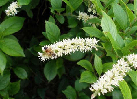 Native Shrubs for Fall Color and Wildlife Benefits • The National ...