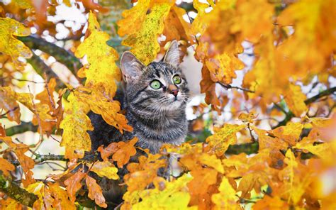 Fall Cats Wallpapers - Wallpaper Cave