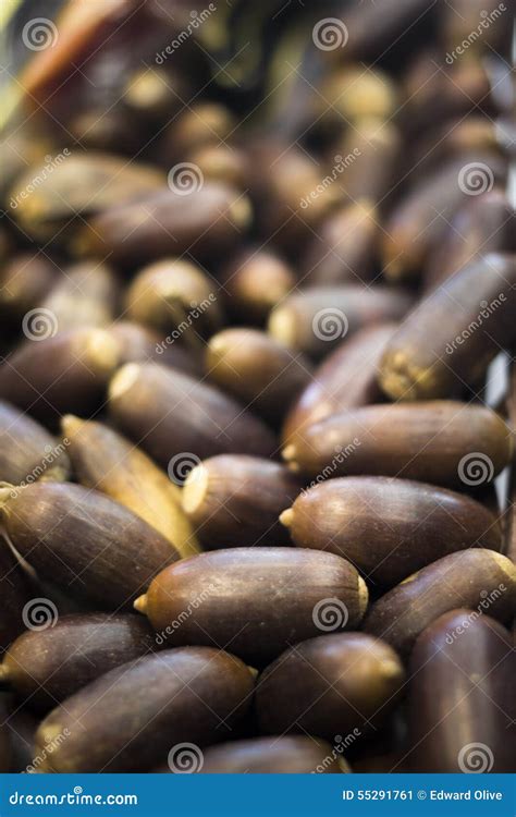 Acorns for Acorn Fed Iberian Spanish Ham Pig Food Stock Image - Image ...