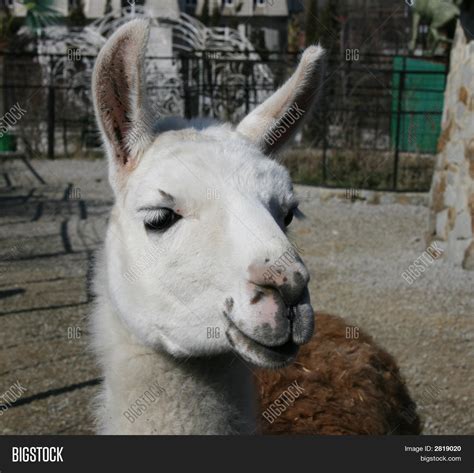 Lama Animal Image & Photo (Free Trial) | Bigstock