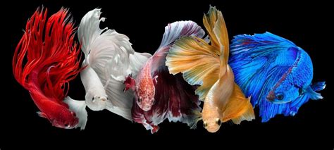 Betta Fish (Siamese Fighting Fish) - A-Z Animals