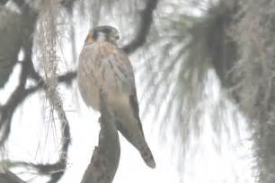 A Female Kestrel? | Wildlifewatcher's Blog