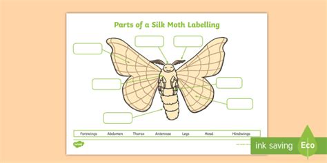 Parts of a Silk Moth Activity Worksheet | Twinkl