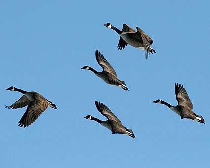 Canada Goose, Identification, All About Birds - Cornell Lab of Ornithology