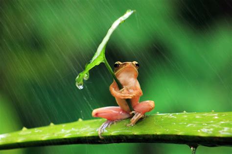 frog, Animals, Nature, Rain, Leaves, Shields, Humor, Amphibian ...