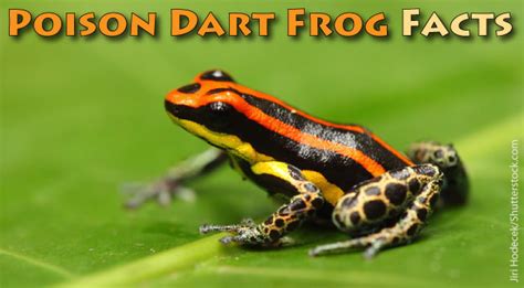 Poison Dart Frog Facts For Kids - Active Wild