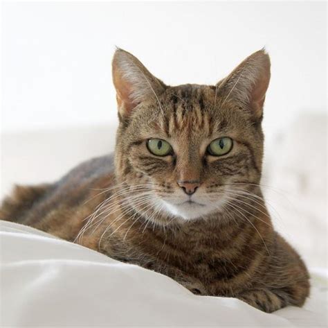 Mites on Cats - Symptoms, Treatment and Contagiousness