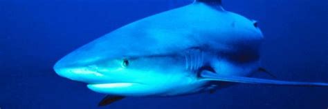 Shark Blood Could Be Potential Cancer Treatment - Redorbit